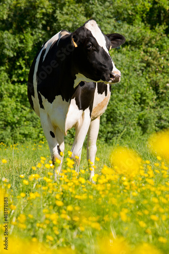 Vache laitière au printemps dans les champ, paysage agricole.