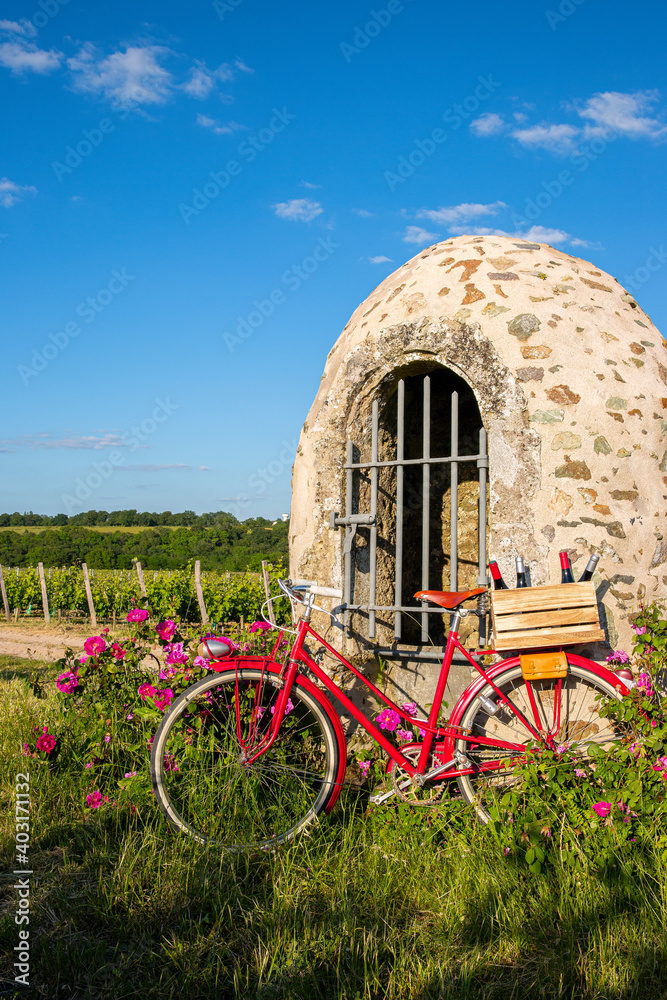 Fototapeta premium Vieux vélo rouge vintage dans les vigne en Anjou, paysage de France.