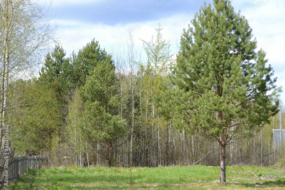 Obraz premium Spring landscape with trees, green grass, blue sky and wooden garden fence