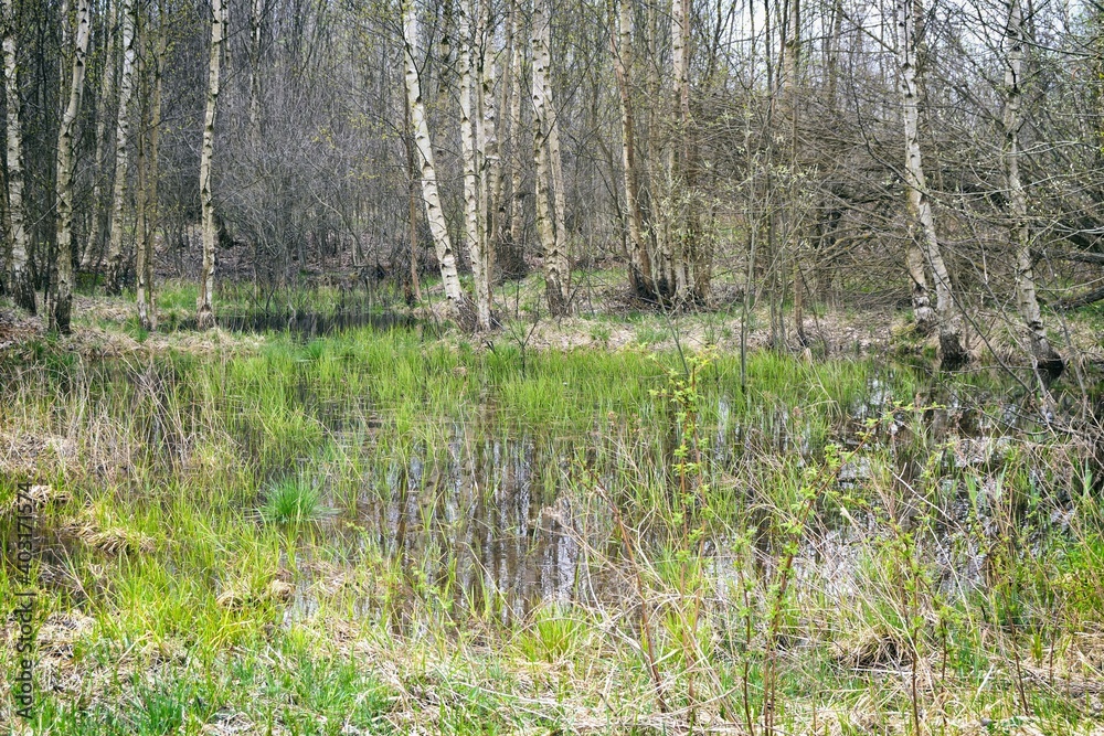 Trees and puddles in early spring. Early spring near the forest, cloudy April landscape. Trees and puddles in early spring. Early spring near the forest, cloudy April landscape.
