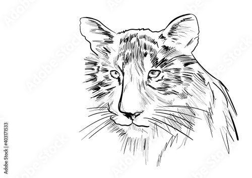 a head of tiger  on the white