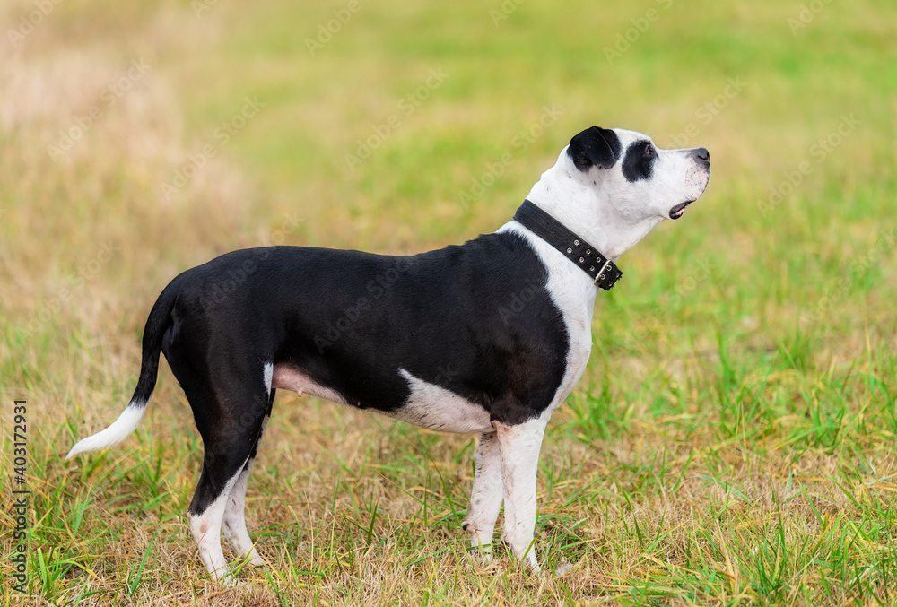 Pit bull terrier mix dog in the park