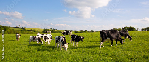 Leinwand Poster Troupeaux de vache laitière dans les pâturage en campagne.