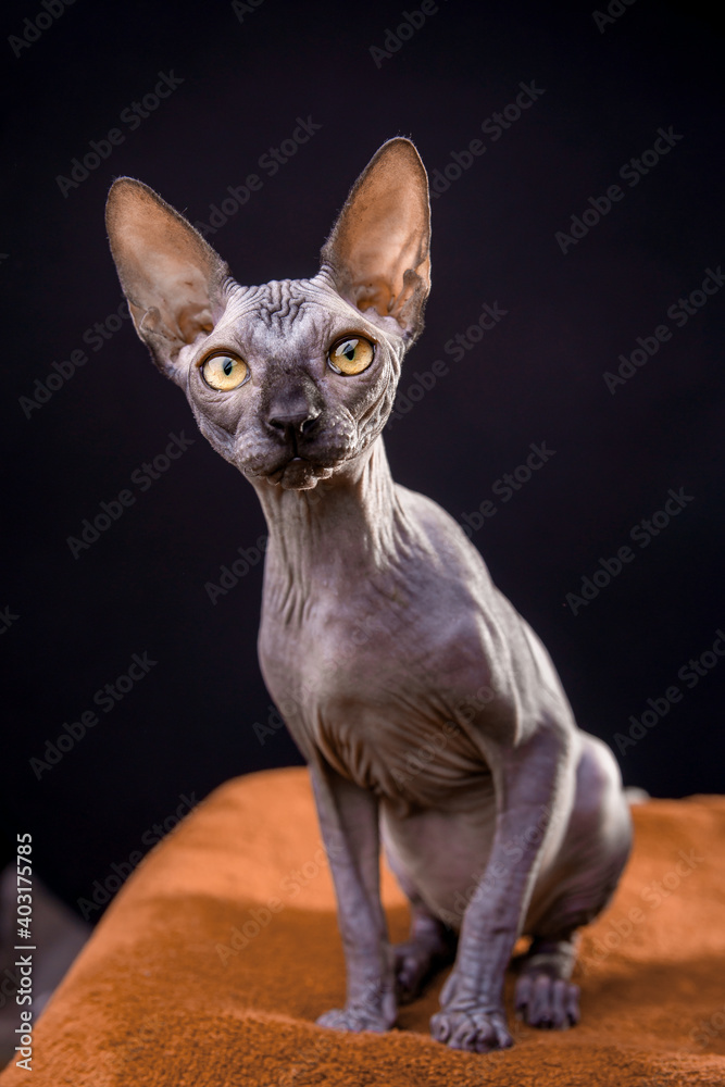 Neugieriges kanadisches Sphynxkätzchen Neugieriges kanadisches Sphynxkätzchen