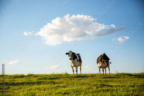 Troupeau de vaches laitière dans la campagne au printemps.