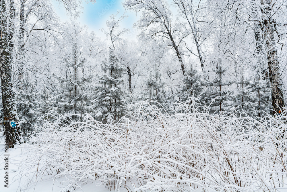 Fairy winter forest. Shrub, fir-trees and birches covered with snow and frost. Severe frost Fairy winter forest. Shrub, fir-trees and birches covered with snow and frost. Severe frost
