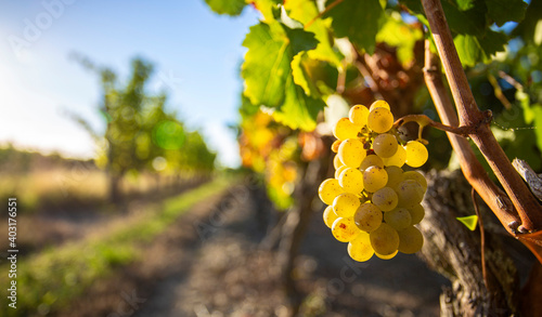 Vignoble au soleil et grappe de raisin blanc de cépage Chardonnay. photo