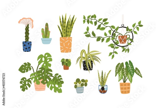 Collection of different potted plants in ceramic and glass pots vector flat illustration. Set of various houseplants with leaves and flowers for home decor isolated. Homegrown colorful greenery