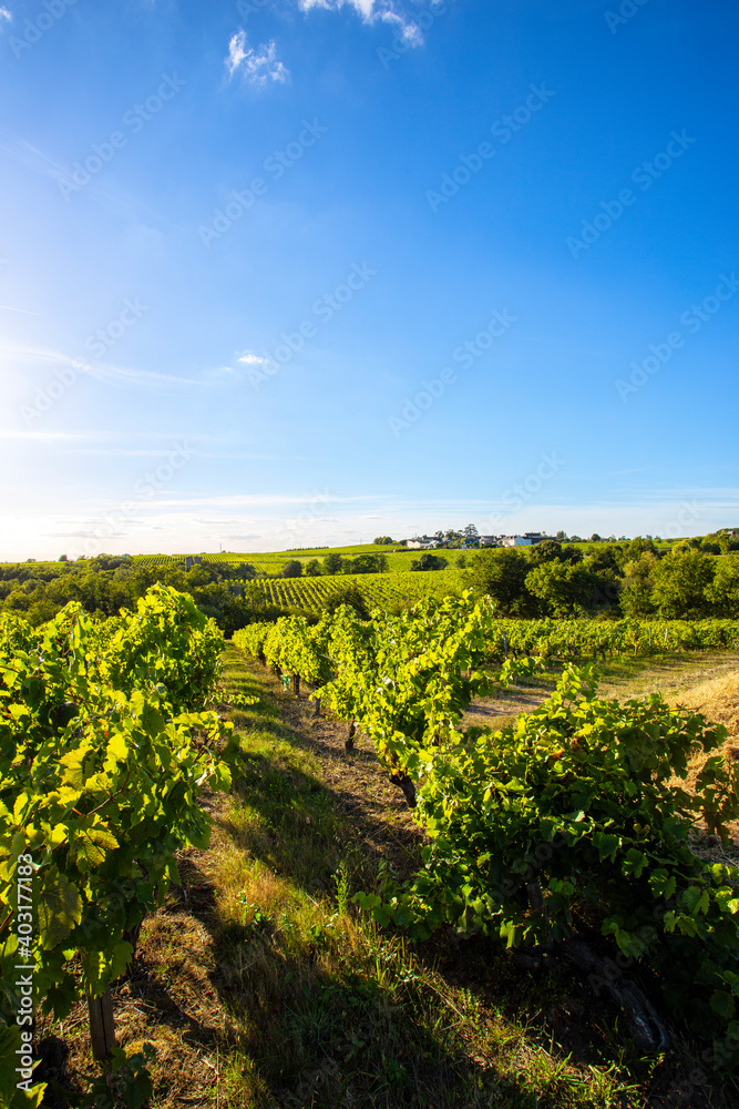 Naklejka premium Paysage viticole, vigne en Anjou au printemps.