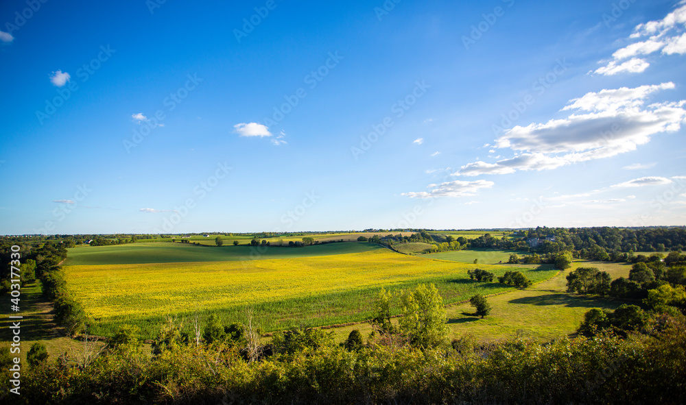 Fototapeta premium Paysage de campagne au printemps, champ de colza et pâturage en France.