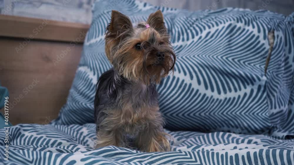 little Yorkshire terrier lies on the bed and looks at the camera