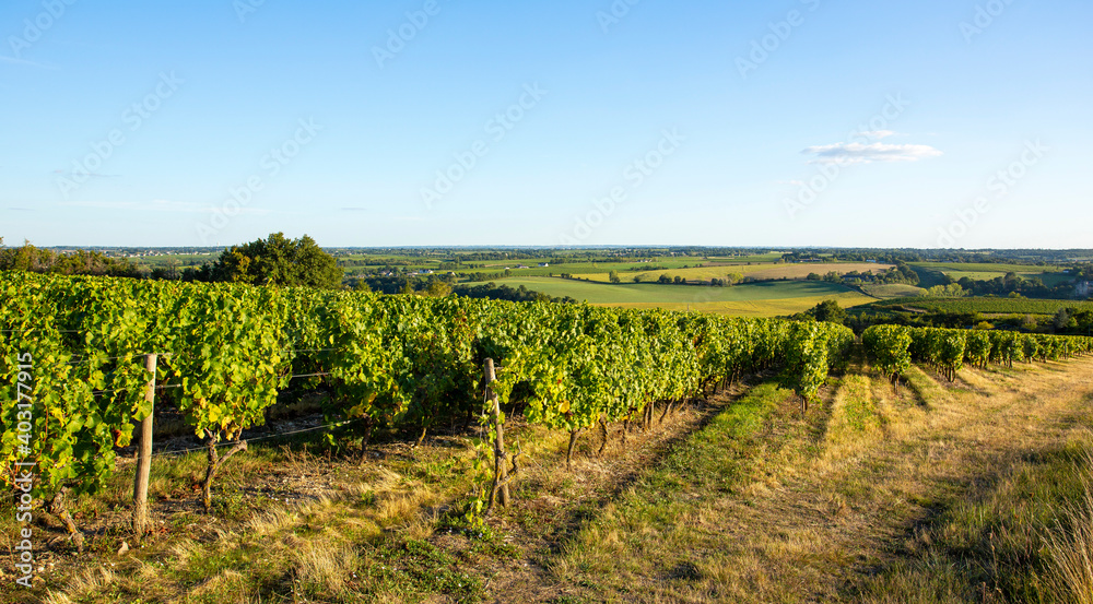 Vigne en France, paysage viticole avant les vendanges.
