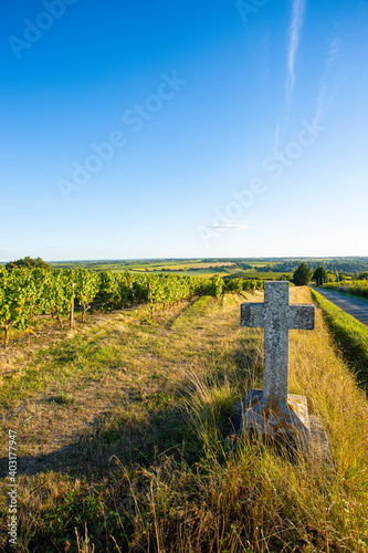 Vignoble en Anjou dans les coteaux du Layon, France.