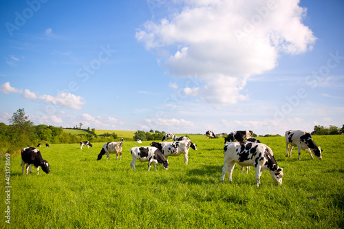 Fotografia Troupeau de vaches laitières en campagne dans un paysage rural en France