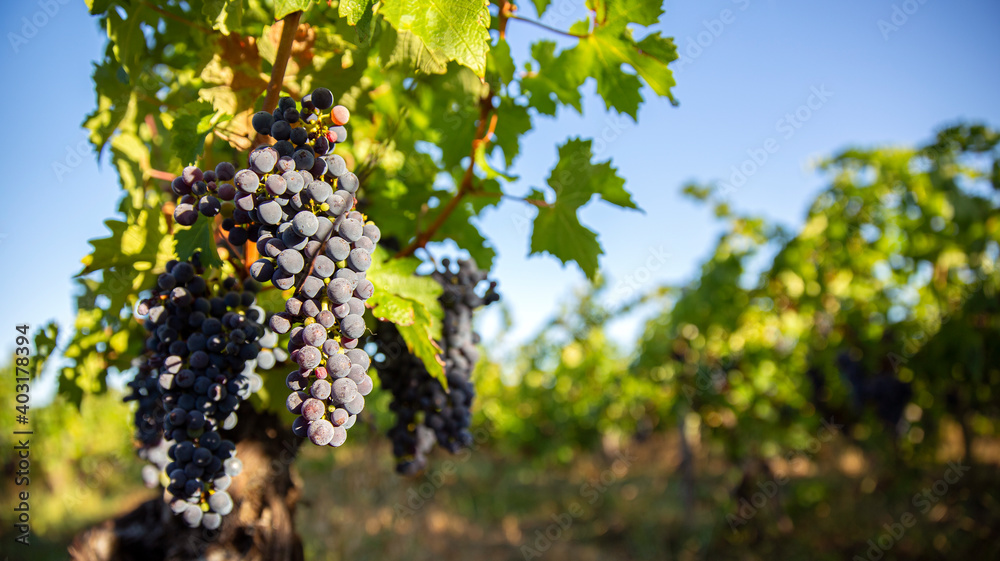 Grappe de raisin noir avant les vendanges dans un vignoble au printemps.