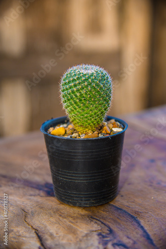 Many types of cactus, small plants and small pots.