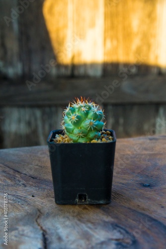 Many types of cactus, small plants and small pots.