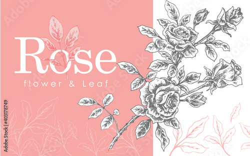 Rose Flower Hand drawn Illustration