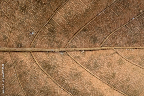 Brown Teak leaf close up