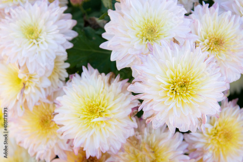 white Chrysanthemum flower background © Saichol