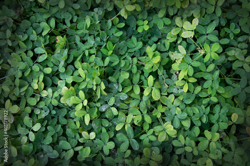 Green leaves texture background