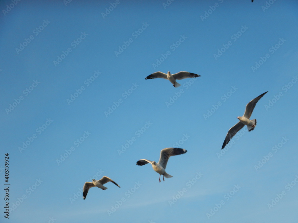 Obraz premium seagulls