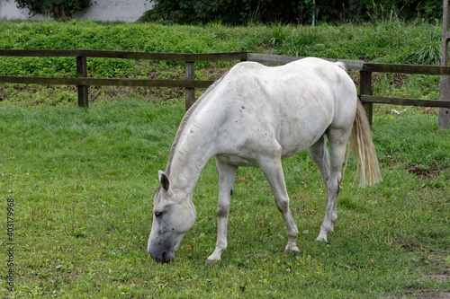 Horse resting on the paddock