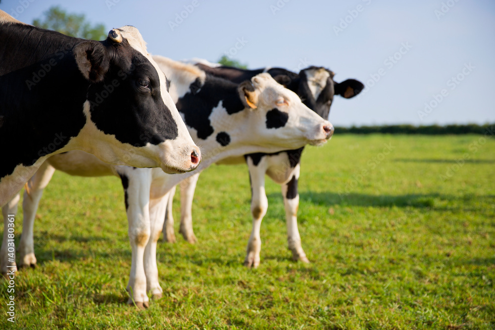 Troupeau de vache laitière au printemps dans la campagne au soleil.
