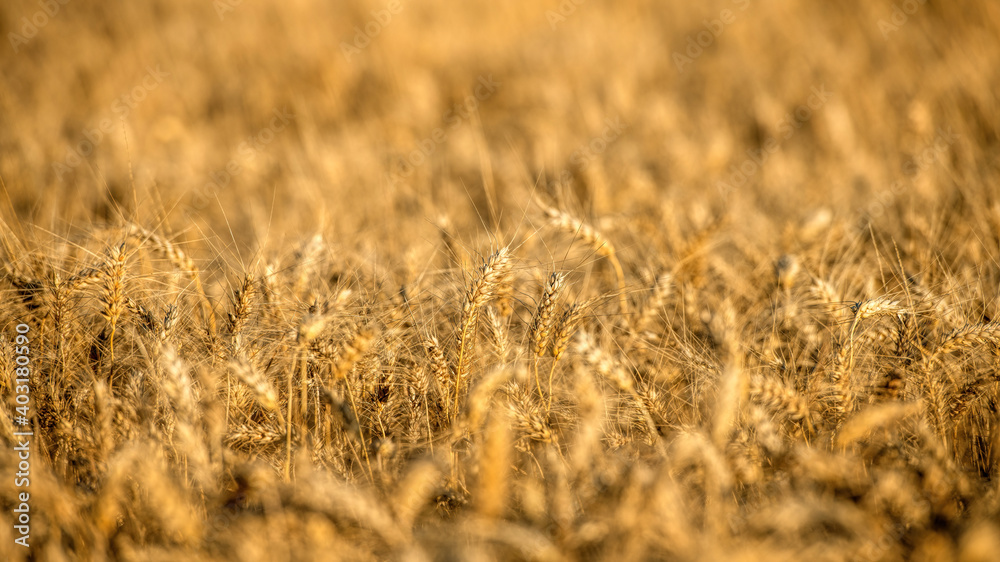 Fototapeta premium gold color wheat field