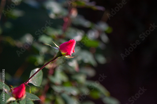 red, pink rose on the garden