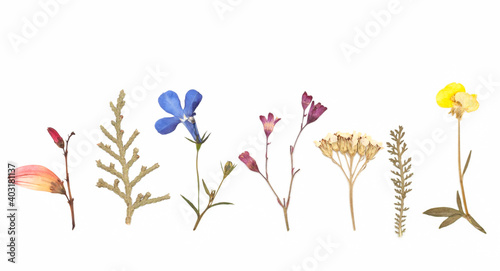 dried flowers composition. herbarium. isolated on white background