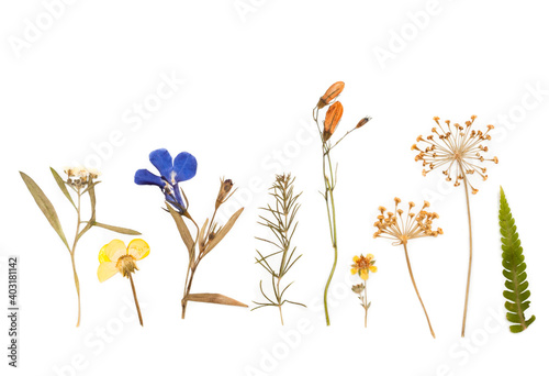 dried flowers composition. herbarium. isolated on white background