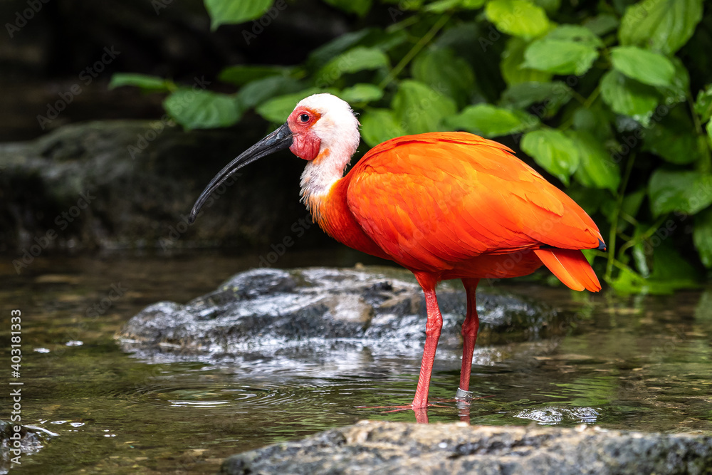 Naklejka premium Scarlet ibis, Eudocimus ruber. Wildlife animal in the zoo
