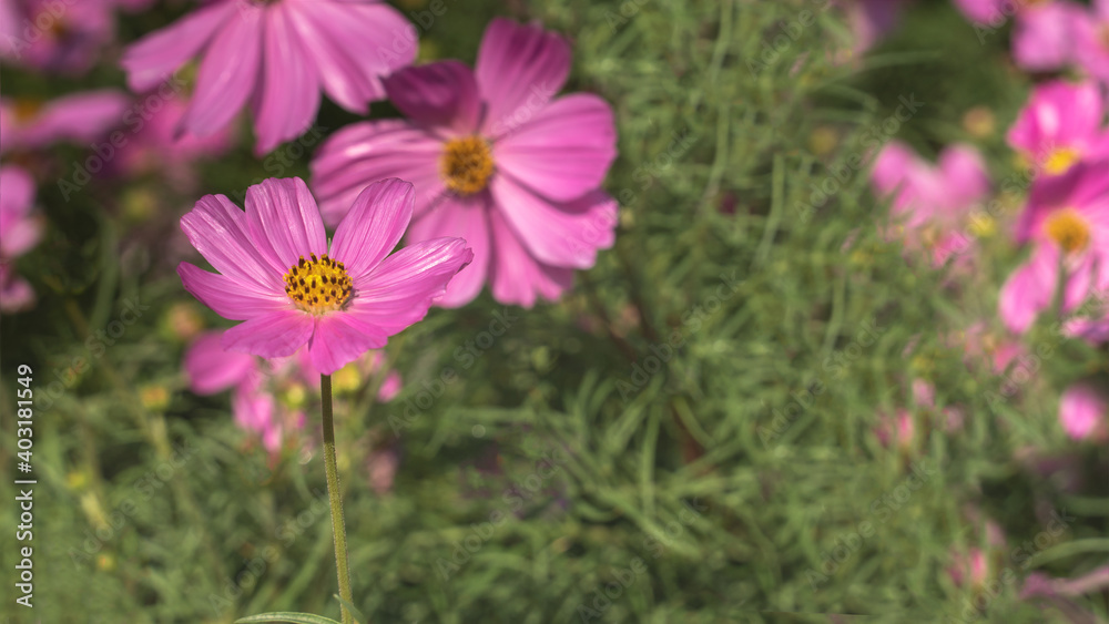 Little pink cosmos flowers with yellow pollen blooming in the garden Little pink cosmos flowers with yellow pollen blooming in the garden