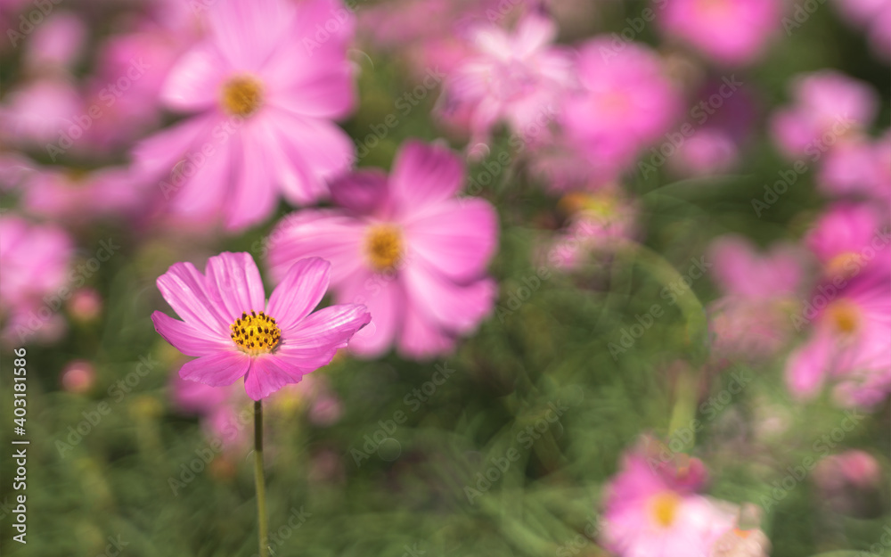 Little pink cosmos flowers with yellow pollen blooming in the garden Little pink cosmos flowers with yellow pollen blooming in the garden