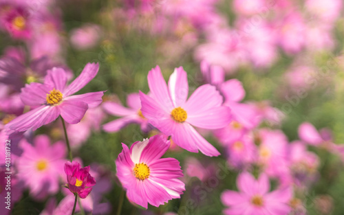 Little pink cosmos flowers with yellow pollen blooming in the garden