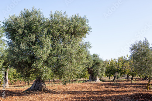 Big Olive tree in traditional plantation, Puglia (Apulia),  Italy