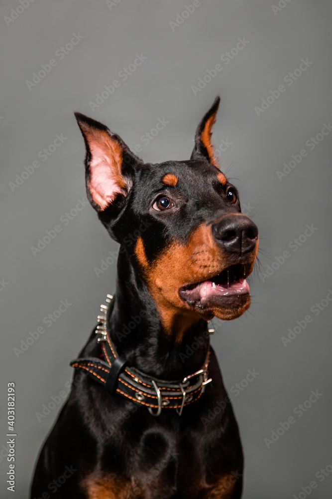 Doberman puppy portrait isolated on dark background. Doberman puppy portrait isolated on dark background.