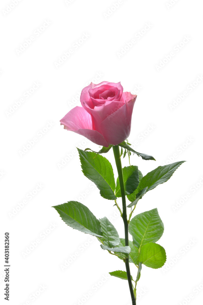 Pink rose on a white background　　