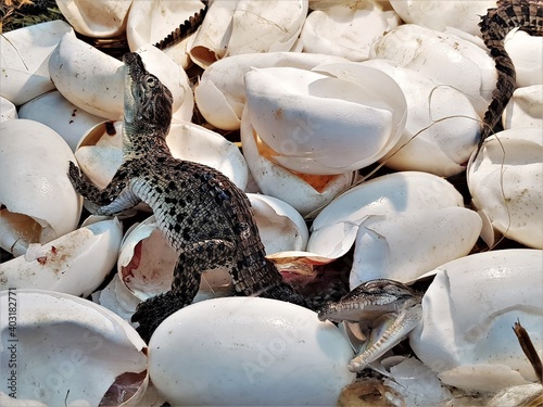 new born freshwater crocodile (crocodile baby) are poke their head out of the egg in hatchery. The Johnstone’s crocodile (Crocodylus johnstoni) lives in inland creeks, rivers, lakes and swamps. photo