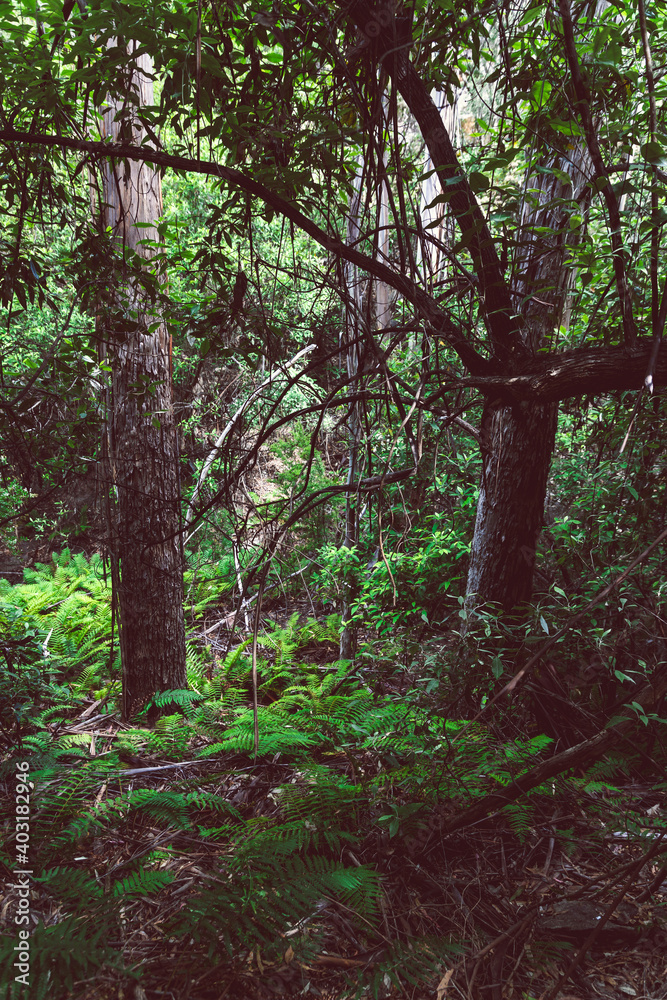 wild Tasmanian bush landscape during a hike to Fossil Cove wild Tasmanian bush landscape during a hike to Fossil Cove