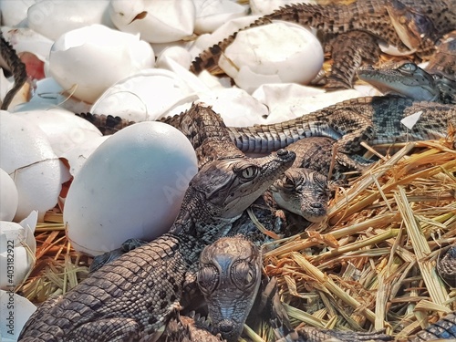 new born freshwater crocodile (crocodile baby) are poke their head out of the egg in hatchery. The Johnstone’s crocodile (Crocodylus johnstoni) lives in inland creeks, rivers, lakes and swamps.