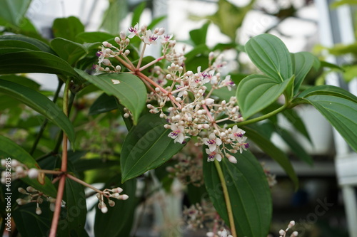 Original Indonesian Forest Flowers