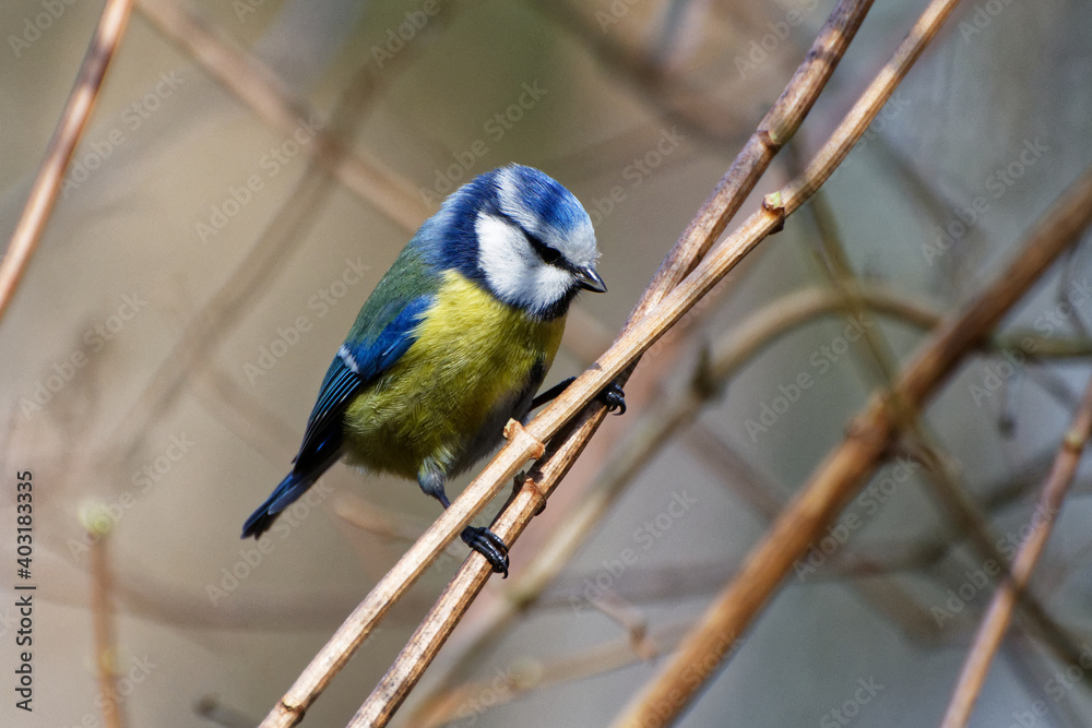 Birds day Birds day