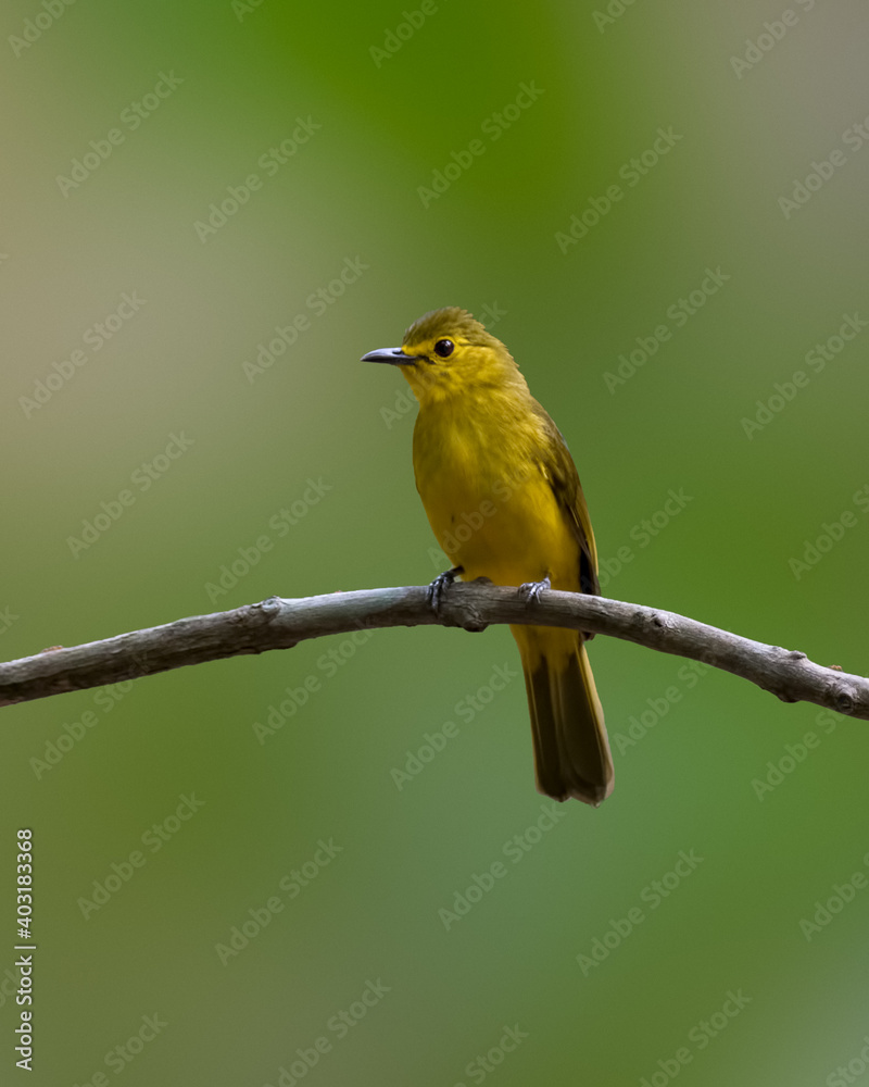 Yellow-browed Bulbul perched on a branch