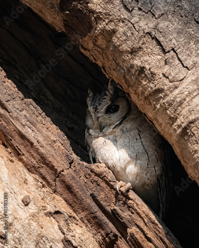 Indian scops owl roosting photo