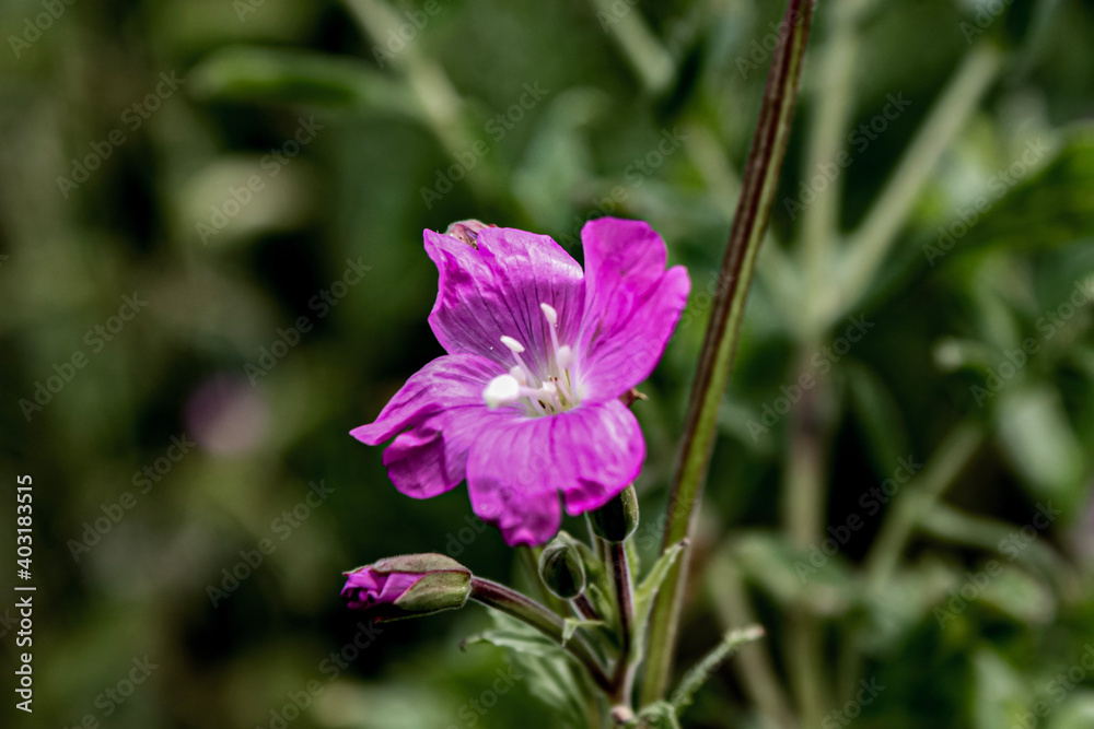 flowers in the garden flowers in the garden