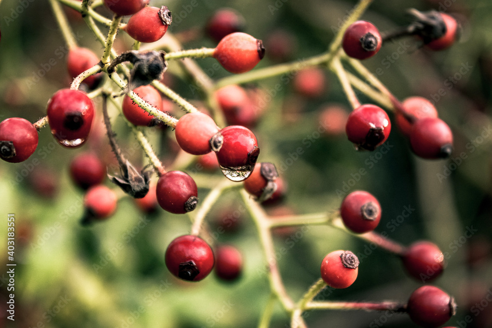 red berries on a branch red berries on a branch