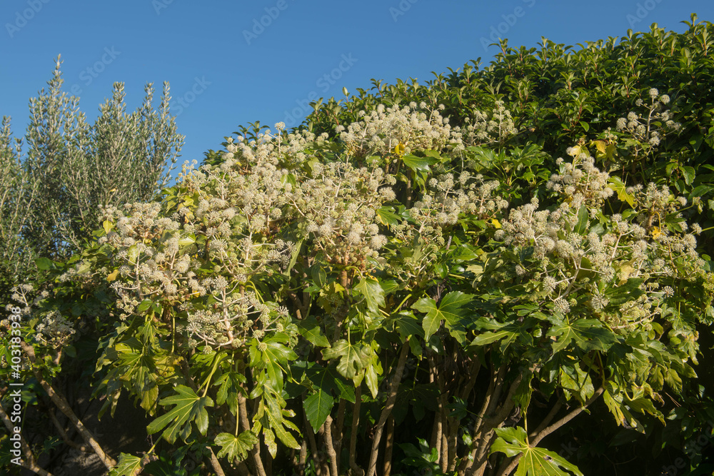 Autumn White Flowers and Leaves of a Japanese Aralia or Castor Oil Plant (Fatsia japonica) with a Bright Blue Sky background Growing in a Garden in Rural Devon, England, UK