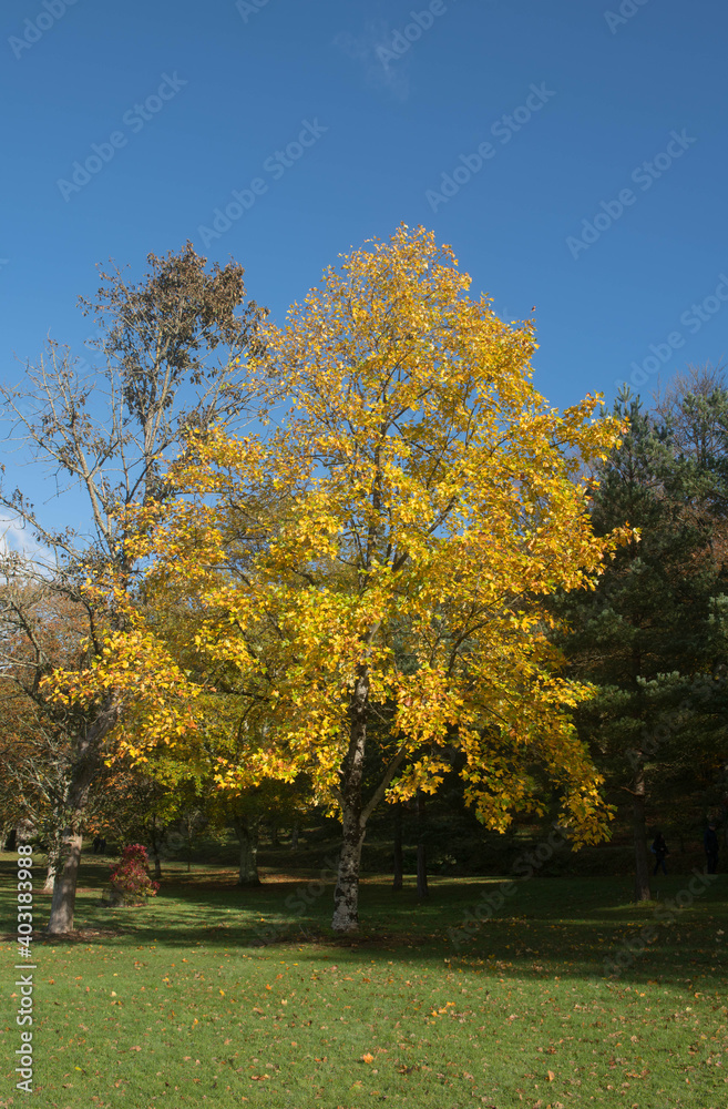 Bright Yellow Autumn Leaves on a Chinese Tulip Tree (Liriodendron chinense) Growing in a garden in Rural Devon, England, UK
